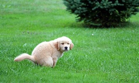 Sangue Nas Fezes Do Cachorro O Que Pode Ser Meu Pet