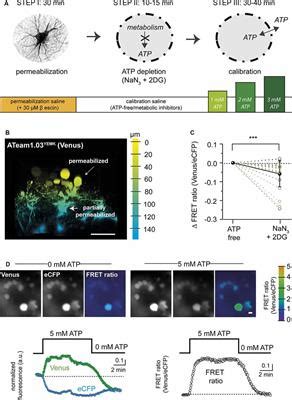 Frontiers Quantitative Imaging Of Changes In Astrocytic And Neuronal