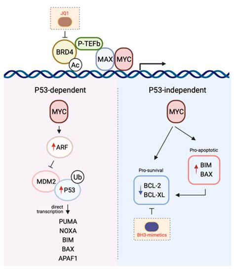 Ijms Free Full Text Co Operativity Between Myc And Bcl 2 Pro Survival Proteins In Cancer