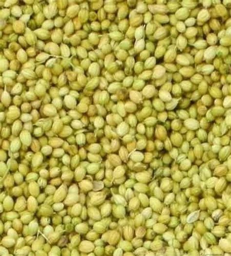 Hybrid Green Coriander Seed For Cooking At Rs Kg In Gondal Id