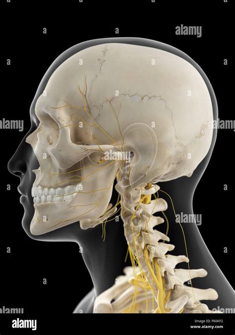 Ilustraci N M Dica Exacta De Los Nervios Cervicales Fotograf A De Stock