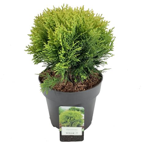 Thuja Occidentalis Mirjam Plant Wholesale FlorAccess