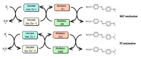 Laccase Redox Mediators Can Act Both Through Hat Hydrogen Atom