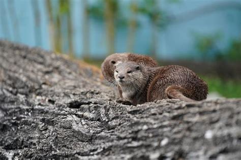 Es Correcto Tener Una Nutria Como Mascota Normativa Y Detalles A