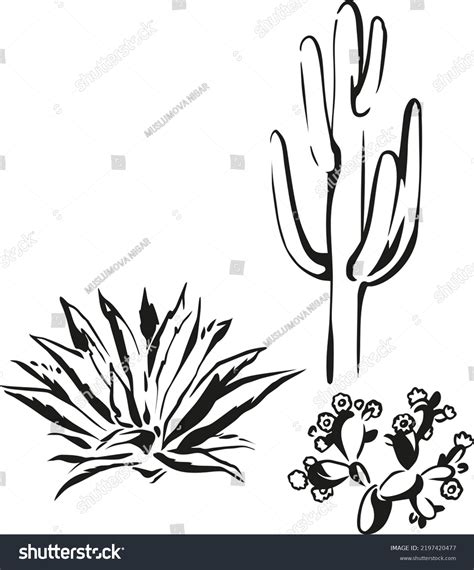 Cacti Vector Illustration Line Art Stock Vector Royalty Free 2197420477 Shutterstock