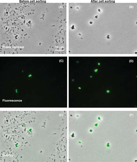 Flow Cytometry Histogram Showing Bacteria Labeled With Nbdg And Their