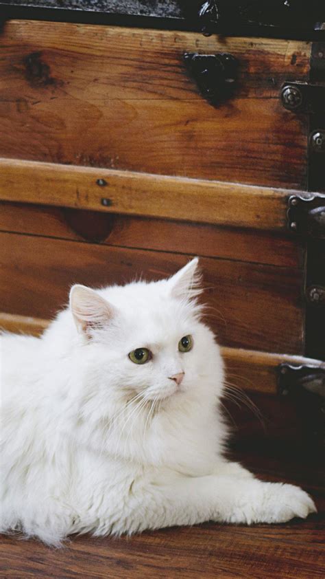 Pictures Of White Fluffy Kittens : Cream And White Fluffy Kitten