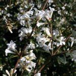 Osmanthus delavayi | Planet Plants