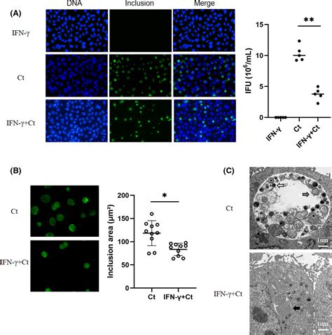 Chlamydia Trachomatis Induces Lncrna Miat Upregulation To Regulate