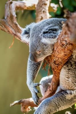 Riverbanks Zoo & Garden, Columbia, SC
