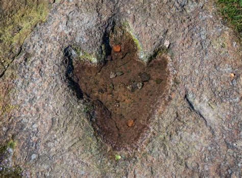 T Rex Footprint Stock Photos, Pictures & Royalty-Free Images - iStock