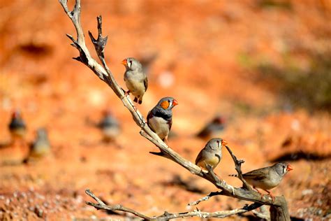 Zebras In The Australian Outback Finches Bird Zebras Outback