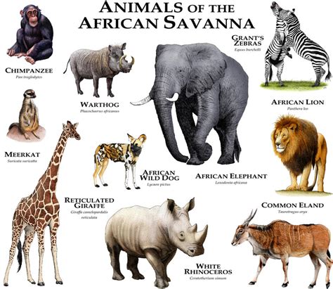 Animals of the African Savanna by rogerdhall on DeviantArt