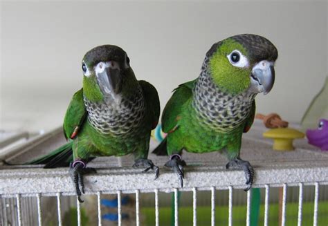 Black-Capped Conure Facts, Pet Care, Behavior, Price, Pictures