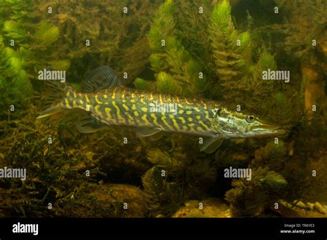 Pike Northern Pike Esox Lucius Side View Germany Stock Photo Alamy