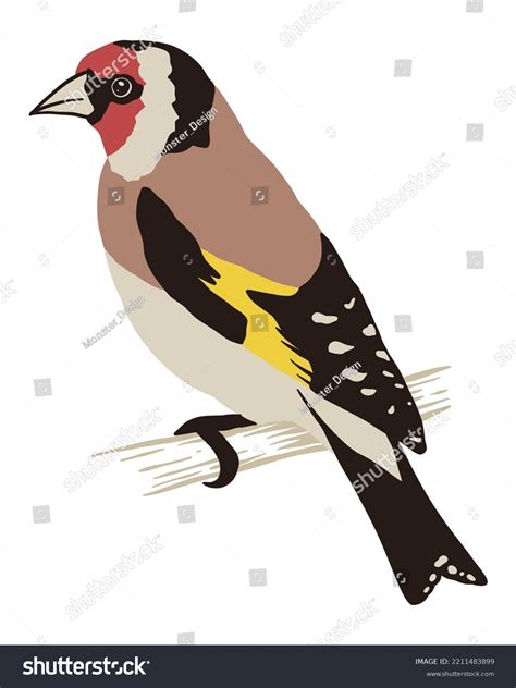 Goldfinch Bird Vector Illustration Stock Vector Royalty Free