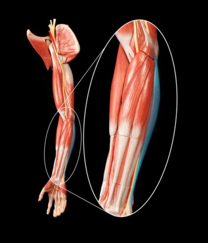 Muscles That Move The Hand Flashcards Quizlet