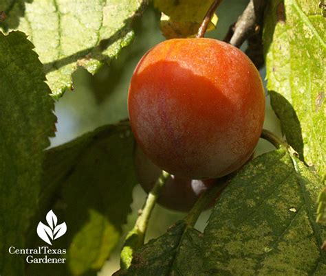 Mexican Plum Central Texas Gardener