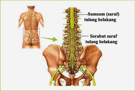 Biology Insight Sum Sum Tulang Belakang