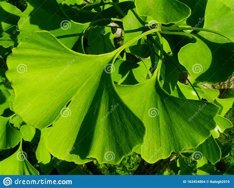 Bio Vert Vif Ginkgo Biloba Closeuse Aux Branches D Un Arbre Aux