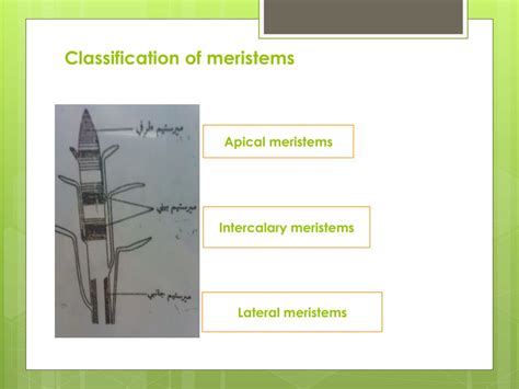 Ppt Plant Anatomy Powerpoint Presentation Free Download Id2167699