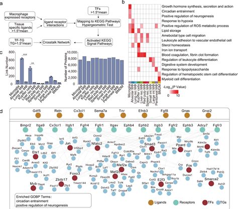 Hierarchical Proteome Crosstalk Networks From Ligand Receptor To Tf Tg Download Scientific