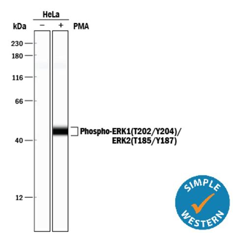 Human Mouse Rat Phospho ERK1 T202 Y204 ERK2 T185 Y187 Antibody R D