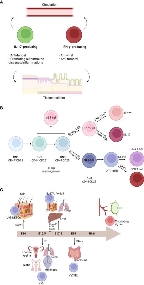 Frontiers γδ T Cells in Brain Homeostasis and Diseases