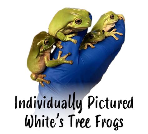 White S Tree Frogs Litoria Caerulea Individually Pictured