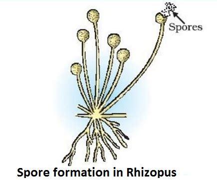 Draw a labeled diagram for spore formation - Science - Reproduction in ...