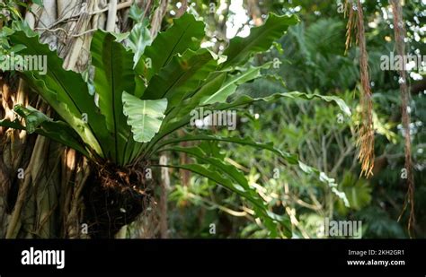 Fern Birds Nest On Banyan Bright Fern Birds Nest With Big Green Leaves