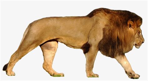 Lion Png - Lion Vs Polar Bear Size Transparent PNG - 1281x643 - Free ...