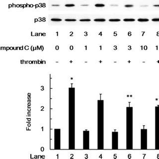 Effect Of Compound C On The Thrombin Induced Phosphorylation Of P38 MAP