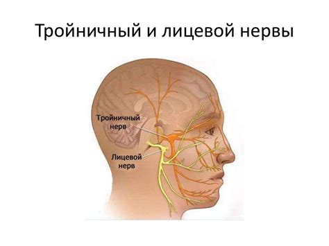 Тройничный нерв на лице симптомы и где находится у человека фото