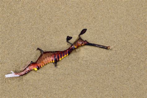 Common seadragon | Public domain images, Victoria, Common