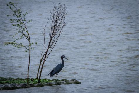 Kostenlose Foto V Gel Natur Vogel Wasser Schnabel Tierwelt Baum