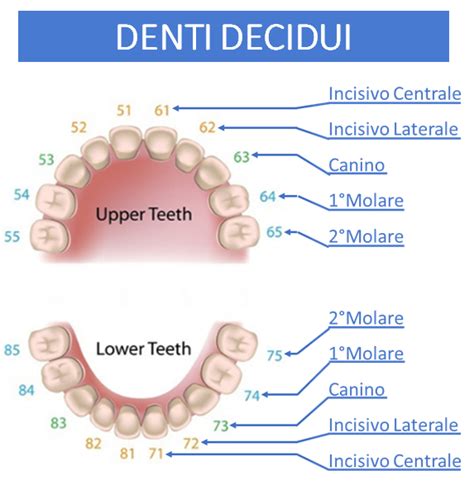 Quanti Sono I Denti La Struttura Delle Arcate Dentali Centro