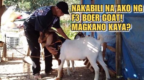 NAKABILI NA AKO NG F3 BOER GOAT MAGKANO KAYA Kabokal S Farmer YouTube