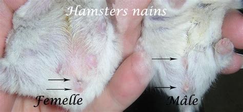 Mâle Ou Femelle Hamster Opédia