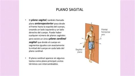 2 Posiciones anatómicas planos y ejes corporales pptx Descarga Gratuita