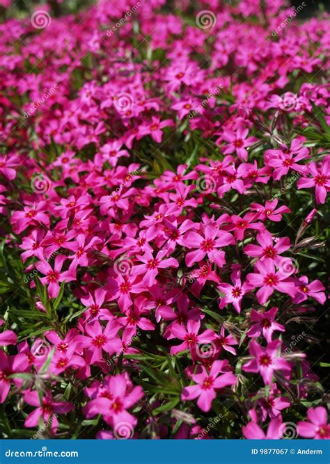 Tiny purple flowers stock image. Image of macro, bloom - 9877067