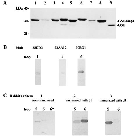 A Sds Page Of Purified Gst Momp P Fusion Proteins Separate Loops Of