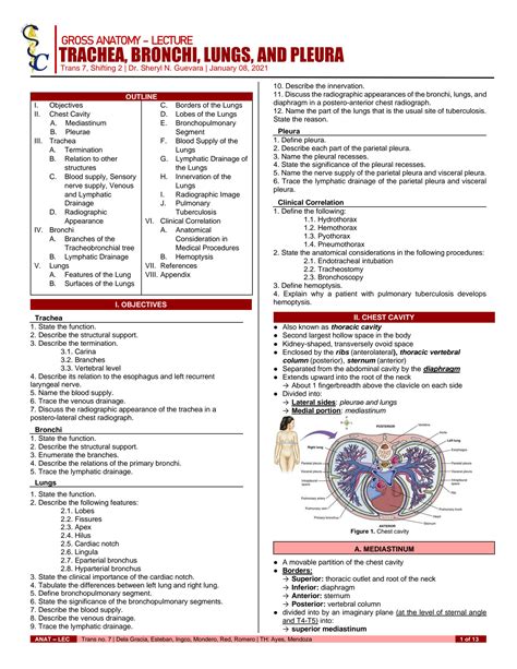 Solution Anat S T Trachea Bronchi Lungs And Pleura Studypool