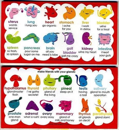 Different Functions Of Body Parts. - Science Photo (37635322) - Fanpop