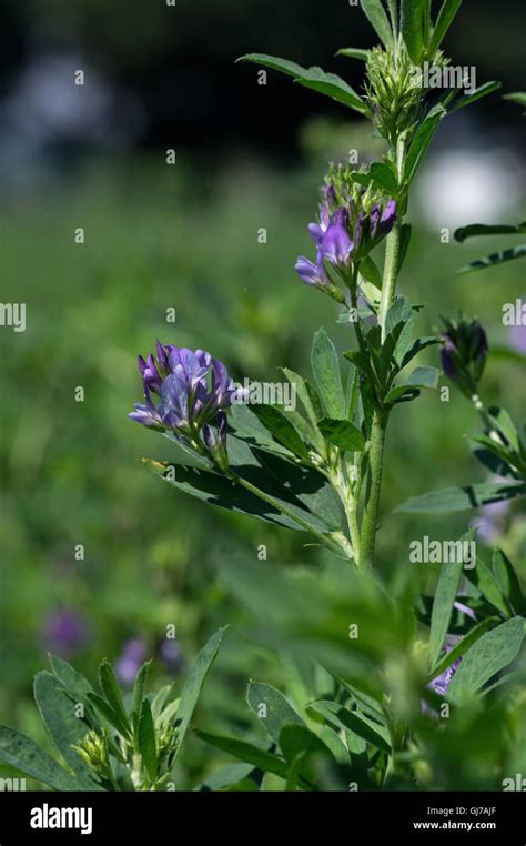 Isolated Alfalfa Flower Alfalfa Medicago Sativa Also Called Lucerne