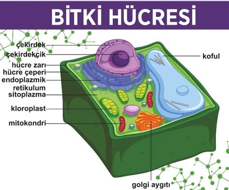 Bitki Ve Hayvan H Cresi Aras Ndaki Farklar Nelerdir Linc Heap