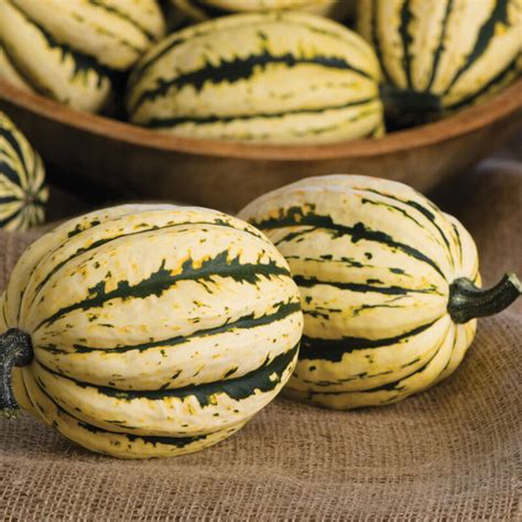 Jester F1 Delicata Squash Seed Johnnys Selected Seeds