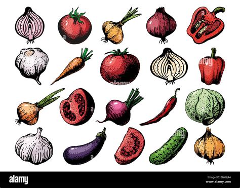 set of vegetables drawing sketch color, vector Stock Vector Image & Art ...