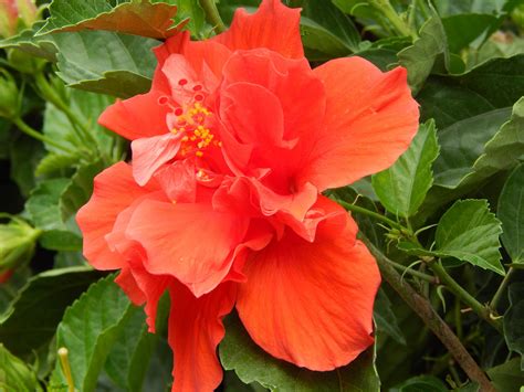 Red Hawaiian Hibiscus Flower Hd Desktop Wallpaper Widescreen High Definition Fullscreen