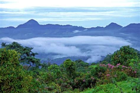 Senhoreco Org Iniciativa Sustent Vel Majestades Verdes Conhe A As